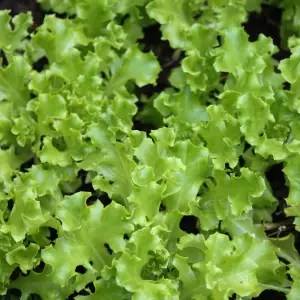 Coltivare insalate fresche